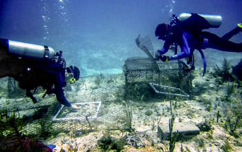 Photo of divers assessing algae cover on corals